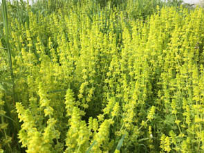 Cruciata laevipes